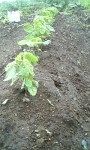 110619_064647_枝豆宇根除去前