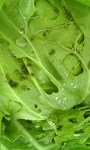 110619_065107_キャベツの虫食われ状態