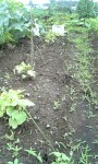 胡瓜(足場の雑草は取れていません)110626_064740