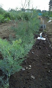 人参葉超のディル