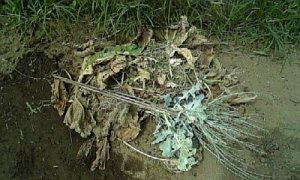 向日葵の枯れ葉除去 20110312125637