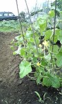 地生え(元い、高枝付けた)胡瓜110703_104342