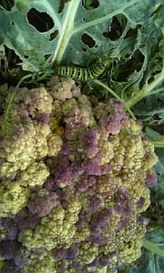 蝶の育床処のカリフラワー