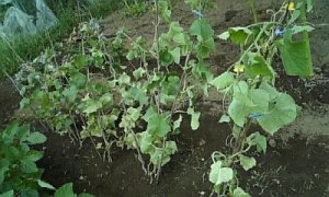 遅れてきた英雄の胡瓜の成長続く