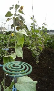 蚊取り線香から胡瓜宇根と弦先に向日葵を臨む