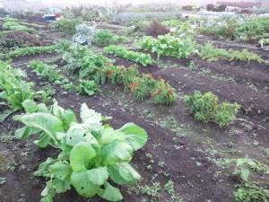 大きな唐辛子木の3倍になった小松菜