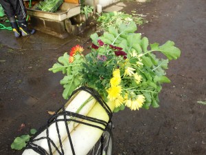 大根の花はカラフル(?)